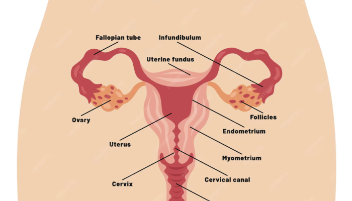 Image d'un utérus avec légende